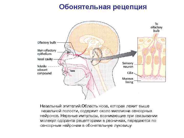 Обонятельная рецепция Назальный эпителий. Область носа, которая лежит выше назальной полости, содержит около миллиона