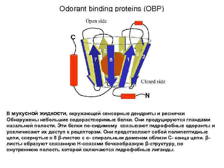 Odorant binding proteins (OBP) В мукусной жидкости, окружающей сенсорные дендриты и реснички Обнаружены небольшие