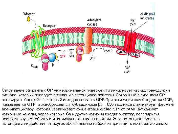 Связывание одоранта с ОР на нейрональной поверхности инициирует каскад трансдукции сигнала, который приводит к
