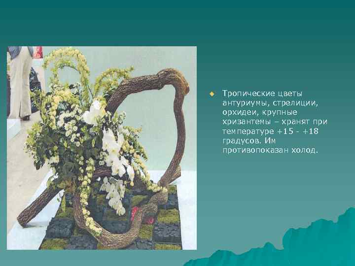 u Тропические цветы антуриумы, стрелиции, орхидеи, крупные хризантемы – хранят при температуре +15 -