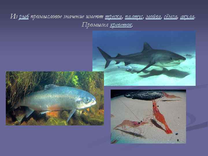 Из рыб промысловое значение имеют треска, палтус, мойва, сёмга, акула. Промысел креветок. 