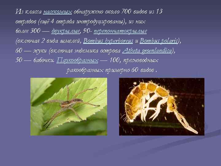 Из класса насекомых обнаружено около 700 видов из 13 отрядов (ещё 4 отряда интродуцированы),