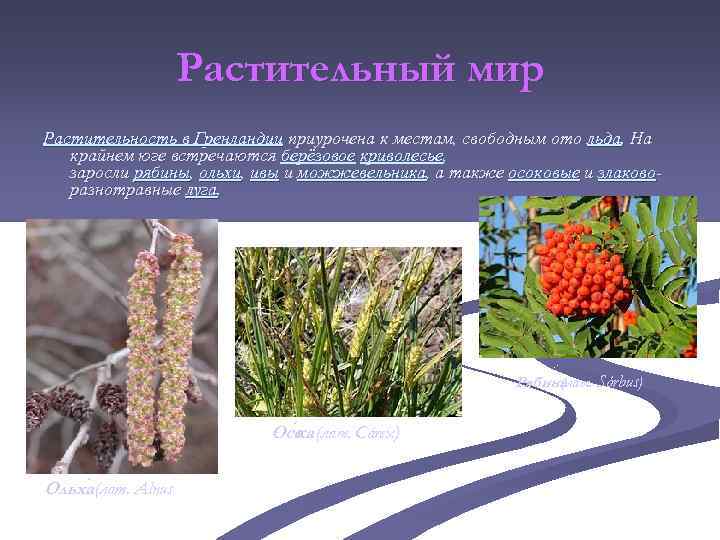 Растительный мир Растительность в Гренландии приурочена к местам, свободным ото льда. На крайнем юге