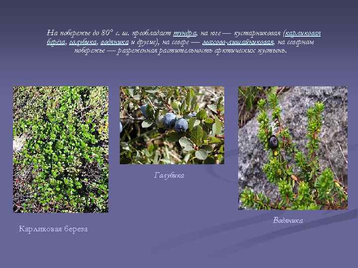 На побережье до 80° с. ш. преобладает тундра, на юге — кустарниковая (карликовая берёза,