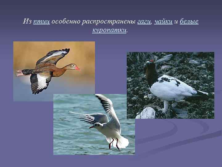  Из птиц особенно распространены гаги, чайки и белые куропатки. 