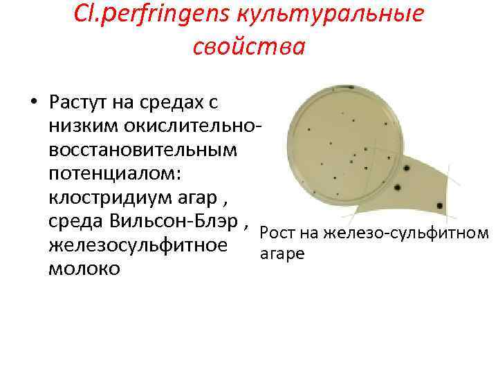 Cl. рerfringens культуральные свойства • Растут на средах с низким окислительновосстановительным потенциалом: клостридиум агар