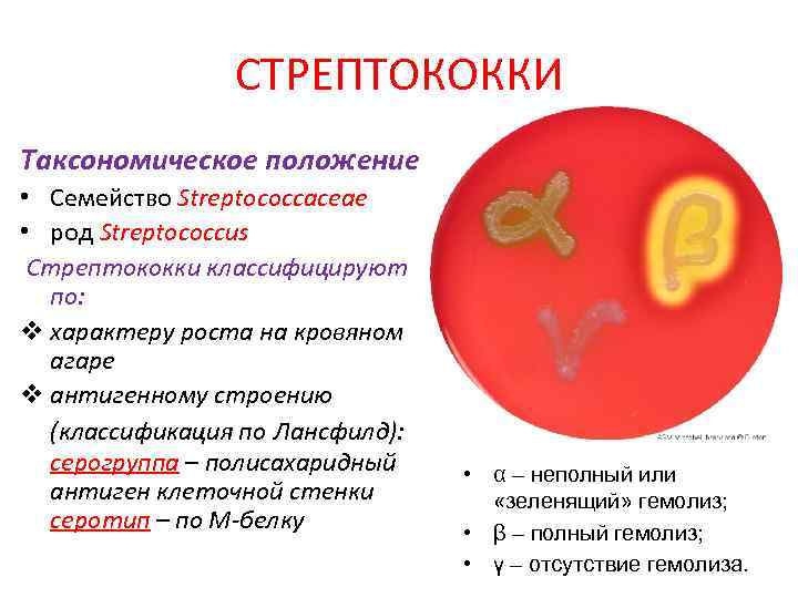 СТРЕПТОКОККИ Таксономическое положение • Семейство Streptococcaceae • род Streptococcus Стрептококки классифицируют по: v характеру