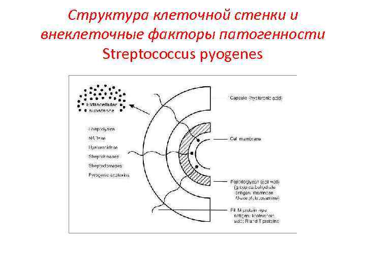 Структура клеточной стенки и внеклеточные факторы патогенности Streptococcus pyogenes 