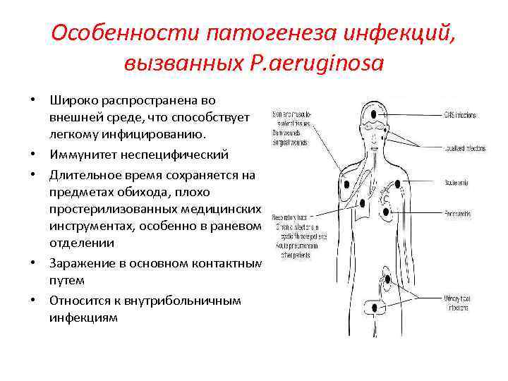 Особенности патогенеза инфекций, вызванных P. aeruginosa • Широко распространена во внешней среде, что способствует