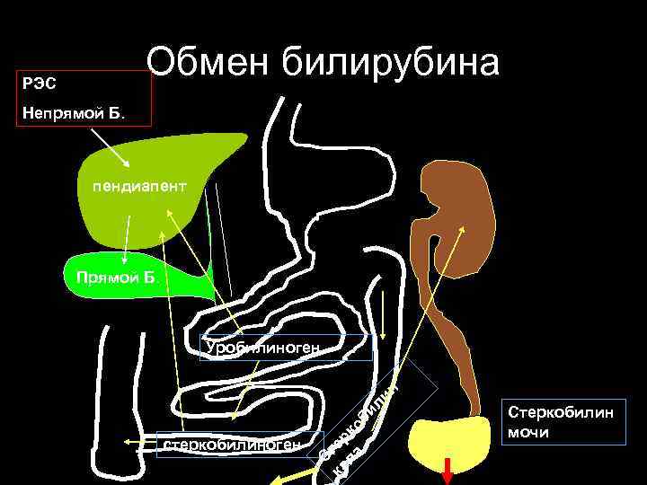 Обмен билирубина РЭС Непрямой Б. пендиапент Прямой Б. С стеркобилиноген ка тер ла ко