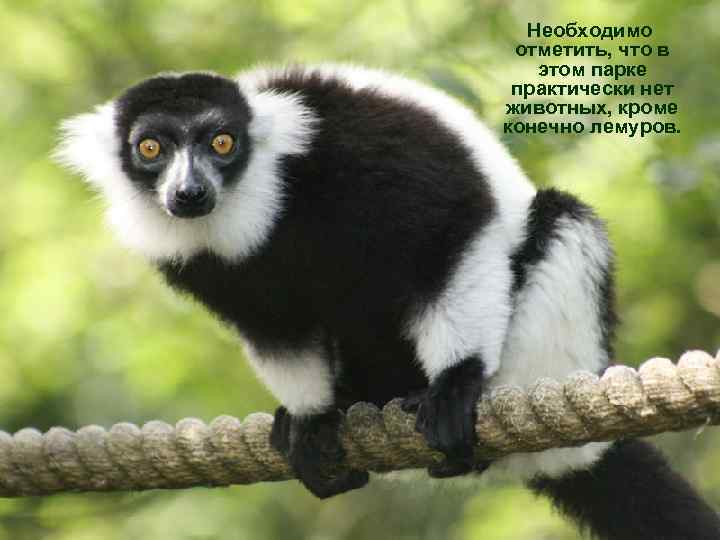 Необходимо отметить, что в этом парке практически нет животных, кроме конечно лемуров. 
