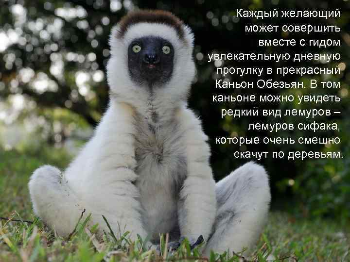 Каждый желающий может совершить вместе с гидом увлекательную дневную прогулку в прекрасный Каньон Обезьян.