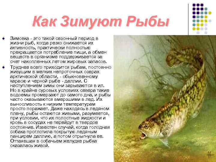 Как Зимуют Рыбы l l Зимовка - это такой сезонный период в жизни рыб,