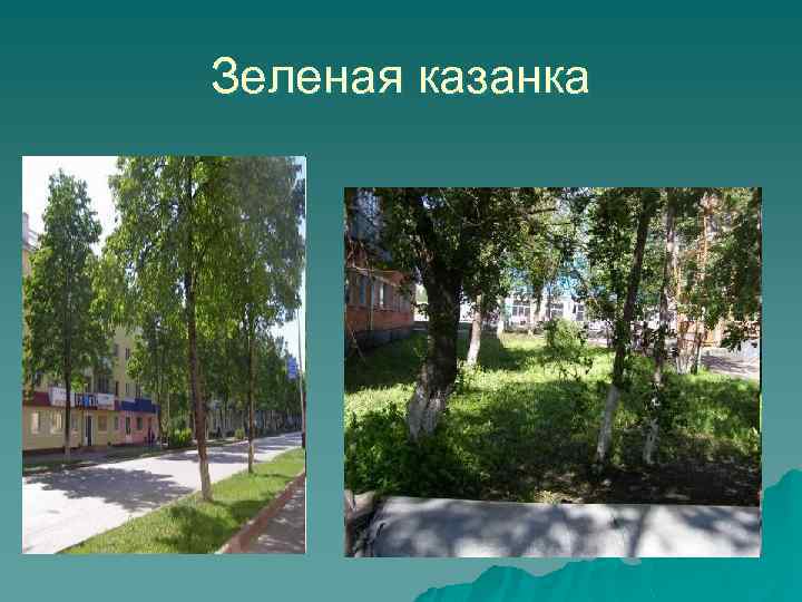 Зеленая казанка 