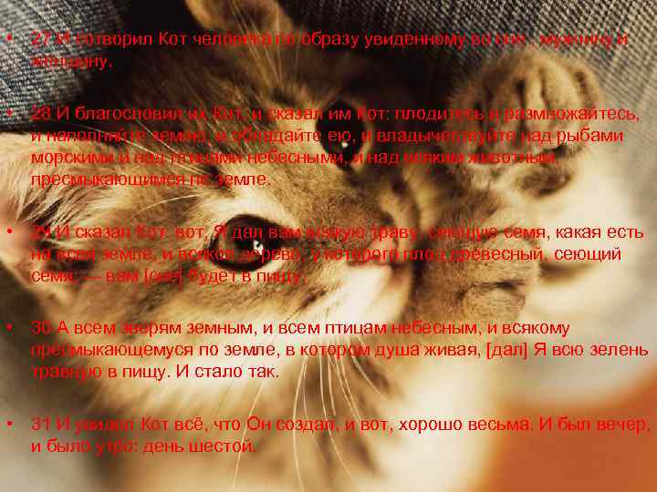  • 27 И сотворил Кот человека по образу увиденному во сне , мужчину