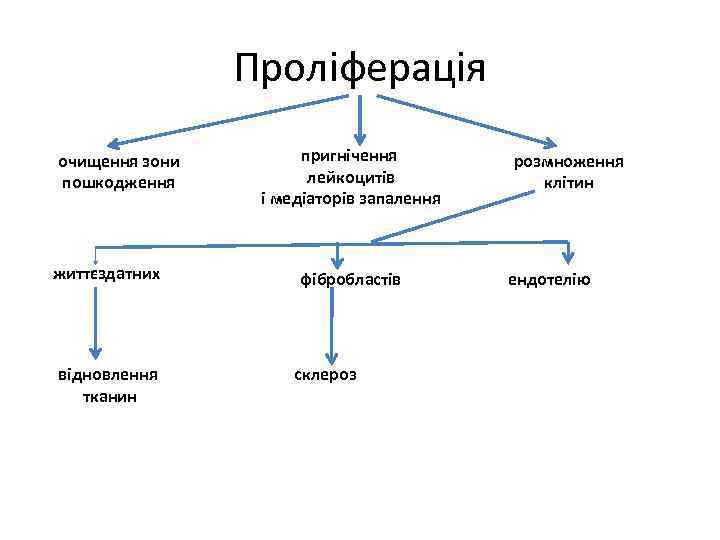 Проліферація очищення зони пошкодження життєздатних відновлення тканин пригнічення лейкоцитів і медіаторів запалення фібробластів склероз