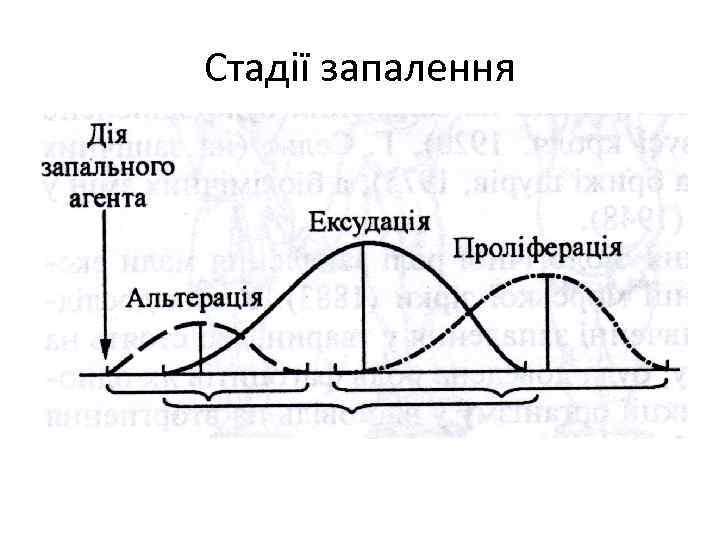 Стадії запалення 