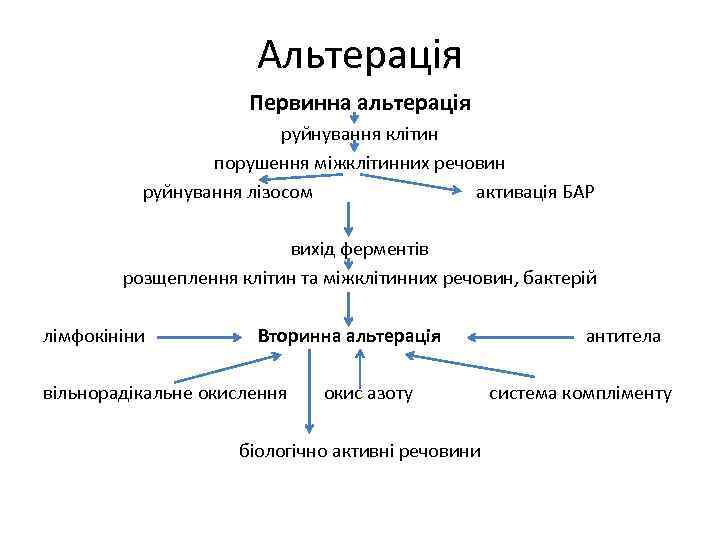 Альтерація Первинна альтерація руйнування клітин порушення міжклітинних речовин руйнування лізосом активація БАР вихід ферментів