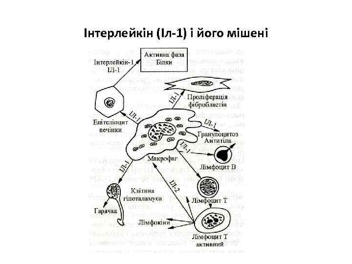 Інтерлейкін (Іл-1) і його мішені 