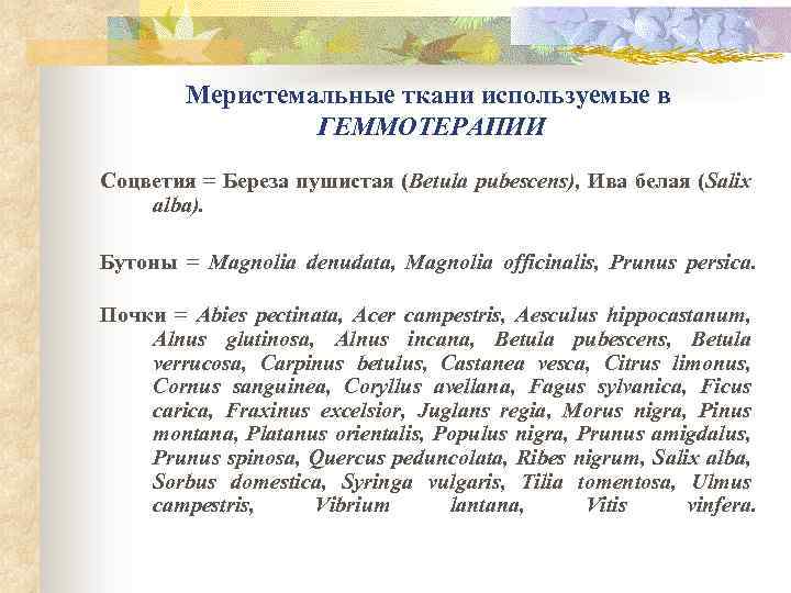 Меристемальные ткани используемые в ГЕММОТЕРАПИИ Соцветия = Береза пушистая (Betula pubescens), Ива белая (Salix
