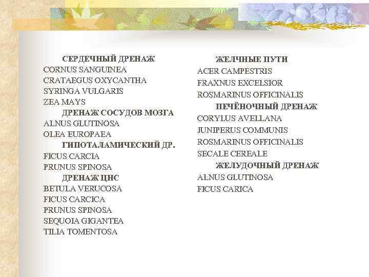 СЕРДЕЧНЫЙ ДРЕНАЖ CORNUS SANGUINEA CRATAEGUS OXYCANTHA SYRINGA VULGARIS ZEA MAYS ДРЕНАЖ СОСУДОВ МОЗГА ALNUS