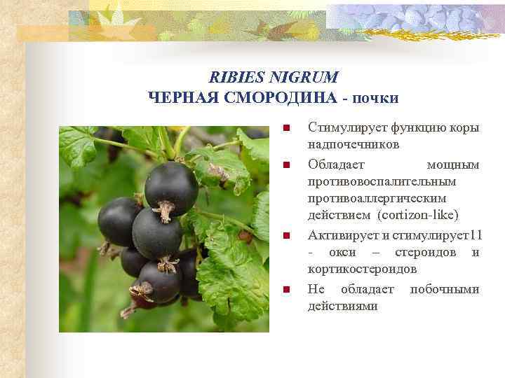RIBIES NIGRUM ЧЕРНАЯ СМОРОДИНА - почки n n Стимулирует функцию коры надпочечников Обладает мощным