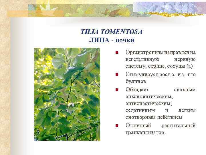 TILIA TOMENTOSA ЛИПА - почки n n Органотропизм направлен на вегетативную нервную систему, сердце,