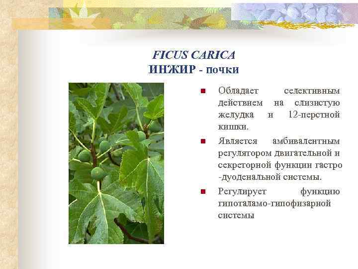 FICUS CARICA ИНЖИР - почки n n n Обладает селективным действием на слизистую желудка