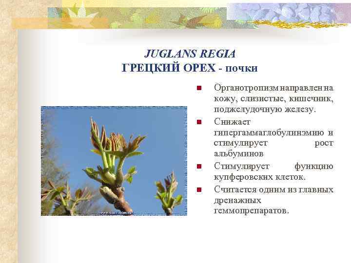 JUGLANS REGIA ГРЕЦКИЙ ОРЕХ - почки n n Органотропизм направлен на кожу, слизистые, кишечник,