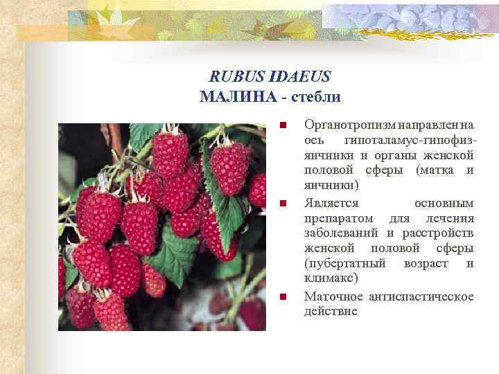 RUBUS IDAEUS МАЛИНА - стебли n n n Органотропизм направлен на ось гипоталамус-гипофизяичники и