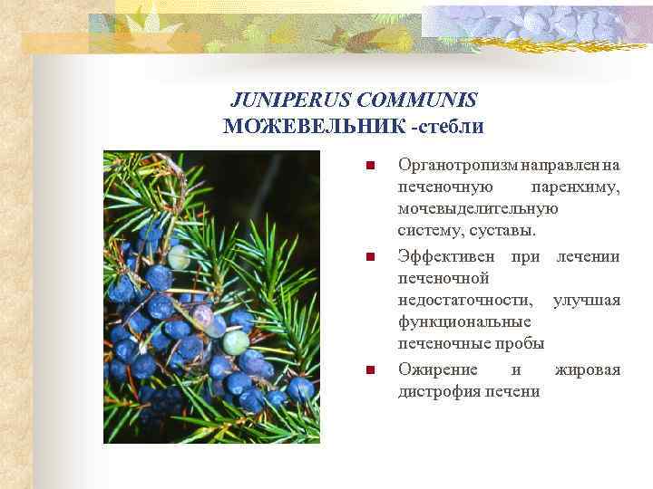 JUNIPERUS COMMUNIS МОЖЕВЕЛЬНИК -стебли n n n Органотропизм направлен на печеночную паренхиму, мочевыделительную систему,