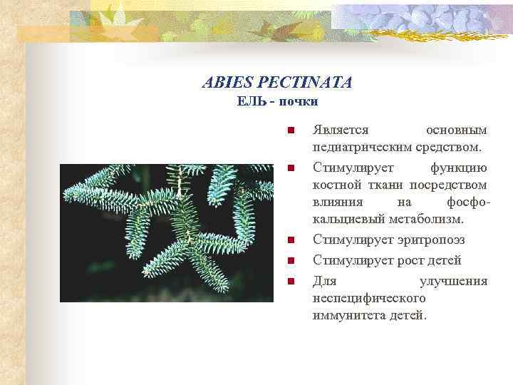 ABIES PECTINATA ЕЛЬ - почки n n n Является основным педиатрическим средством. Стимулирует функцию
