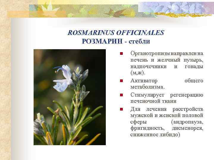 ROSMARINUS OFFICINALES РОЗМАРИН - стебли n n Органотропизм направлен на печень и желчный пузырь,