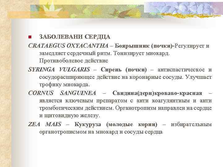 ЗАБОЛЕВАНИ СЕРДЦА CRATAEGUS OXYACANTHA – Боярышник (почки)-Регулирует и замедляет сердечный ритм. Тонизирует миокард. Противоболевое