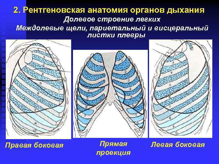 Легкие в двух проекциях. Междолевые щели анатомия. Междолевая щель правого легкого. Междолевая плевра легкого. Рентгеновская анатомия органов дыхания.