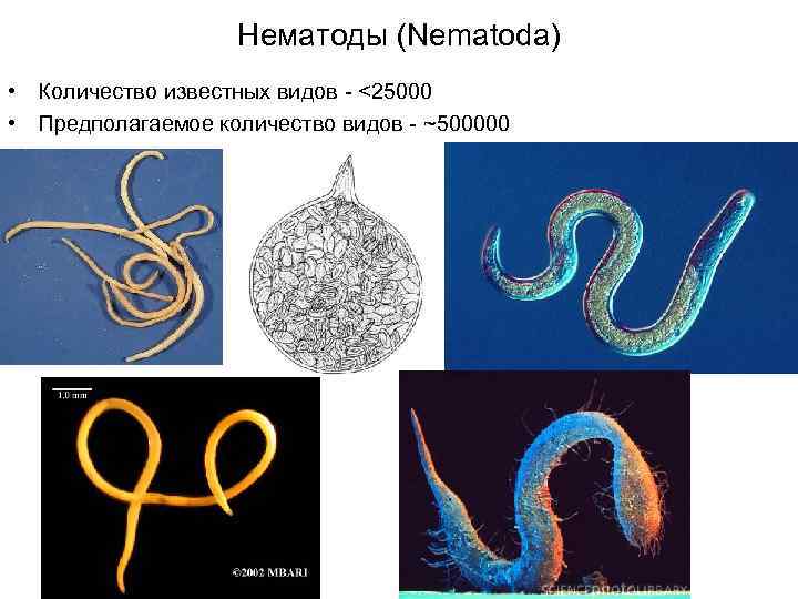 Нематоды (Nematoda) • Количество известных видов - <25000 • Предполагаемое количество видов - ~500000