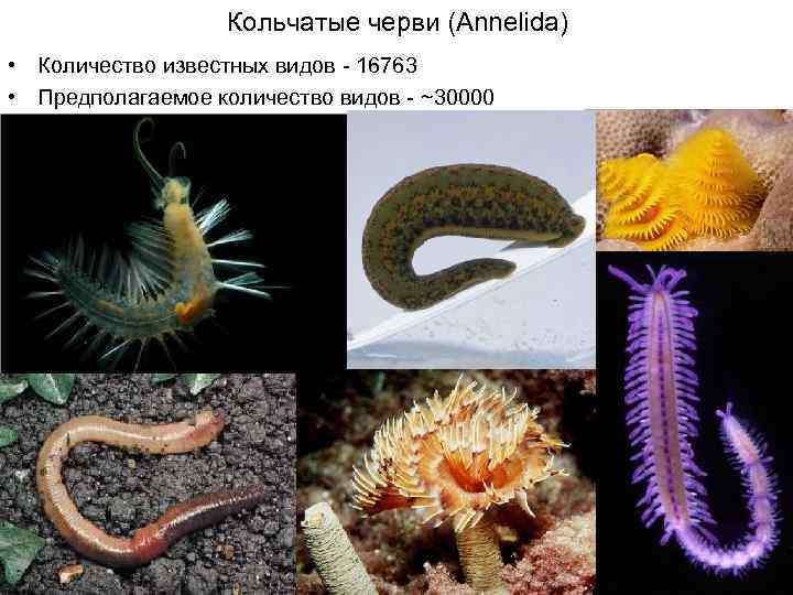 Кольчатые черви (Annelida) • Количество известных видов - 16763 • Предполагаемое количество видов -