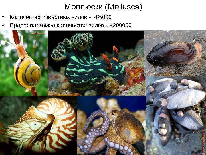 Моллюски черного моря проект по биологии