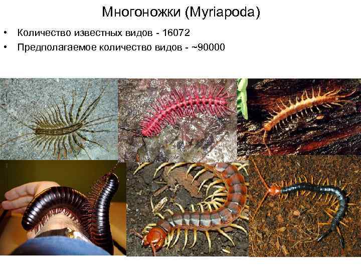 Многоножки (Myriapoda) • Количество известных видов - 16072 • Предполагаемое количество видов - ~90000