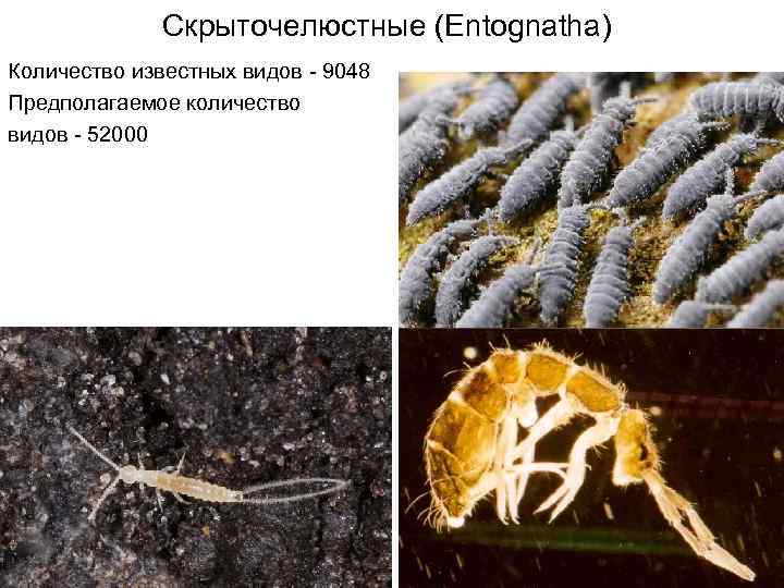 Скрыточелюстные (Entognatha) Количество известных видов - 9048 Предполагаемое количество видов - 52000 