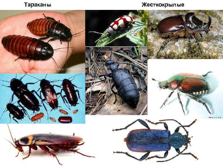 Тараканы Жесткокрылые 