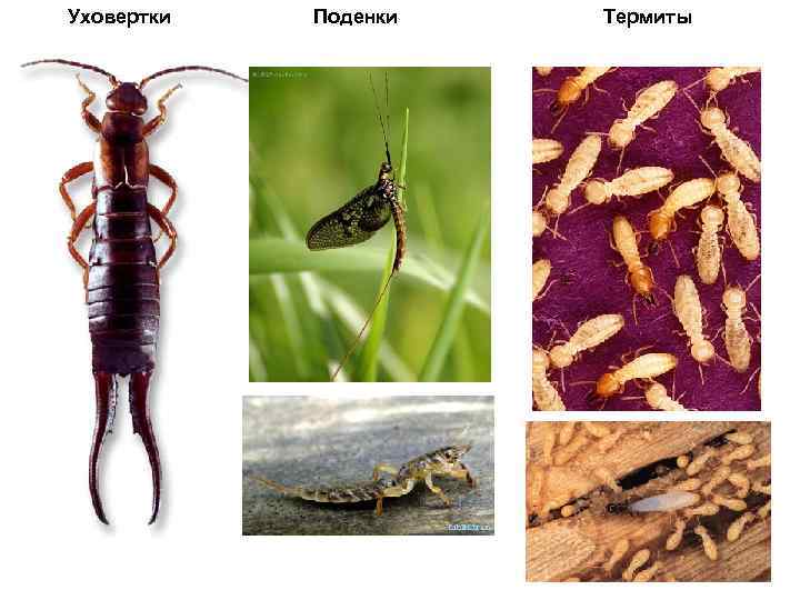 Уховертки Поденки Термиты 