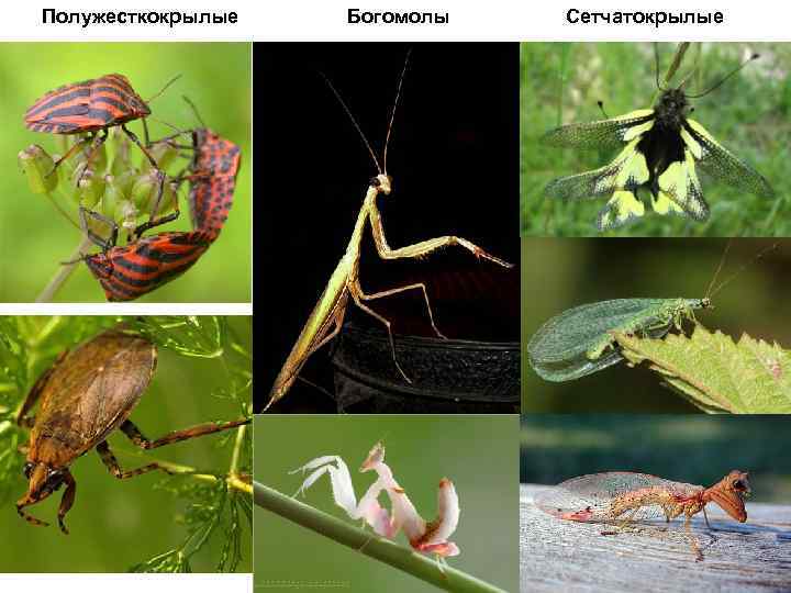 Полужесткокрылые Богомолы Сетчатокрылые 