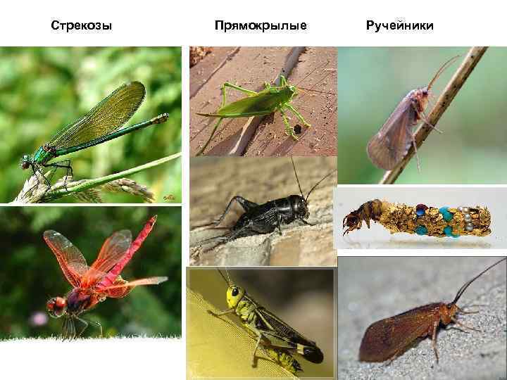 Стрекозы Прямокрылые Ручейники 
