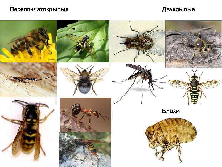 Перепончатокрылые Двукрылые Блохи 