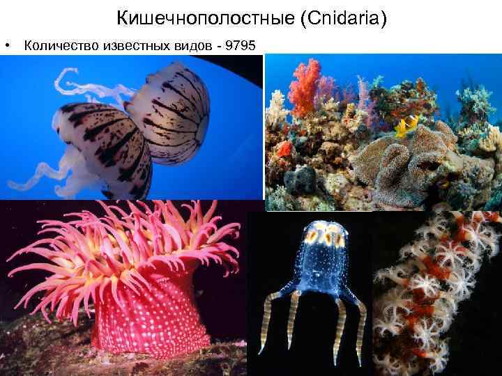 Кишечнополостные (Cnidaria) • Количество известных видов - 9795 