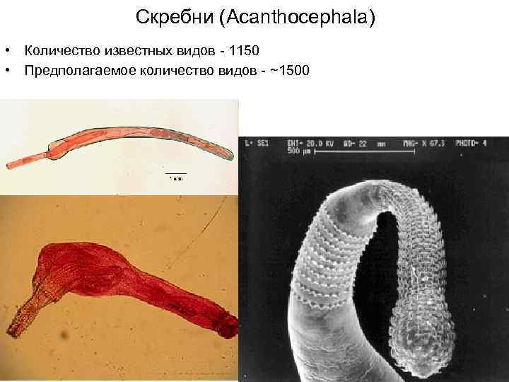Скребни (Асаnthocephala) • Количество известных видов - 1150 • Предполагаемое количество видов - ~1500