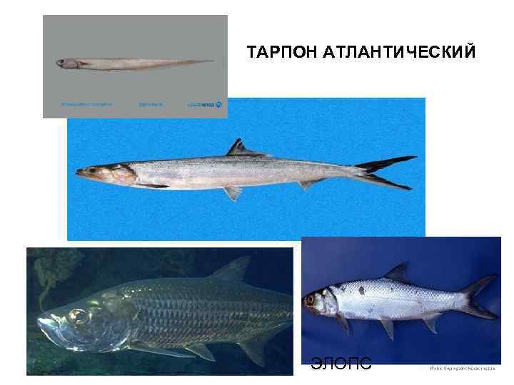ТАКСОНОМИЧЕСКОЕ РАЗНООБРАЗИЕ ЖИВОТНЫХ (ПОЗВОНОЧНЫЕ) ТАКСОН ИЗВЕСТНОЕ КОЛ-ВО