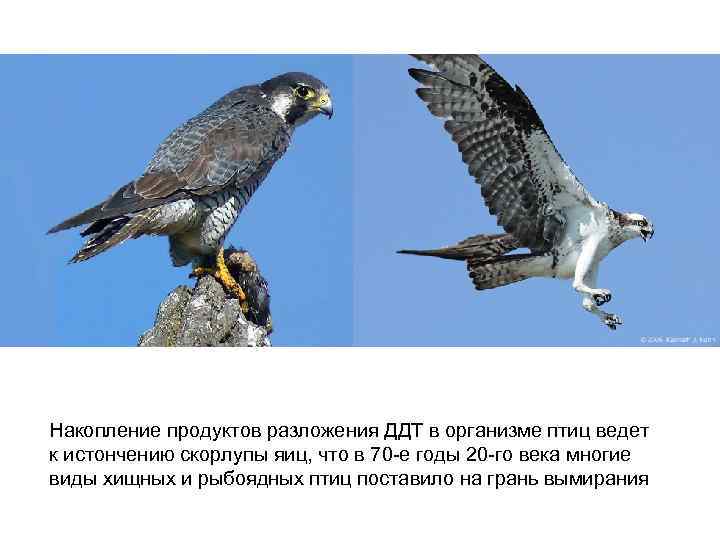 Накопление продуктов разложения ДДТ в организме птиц ведет к истончению скорлупы яиц, что в