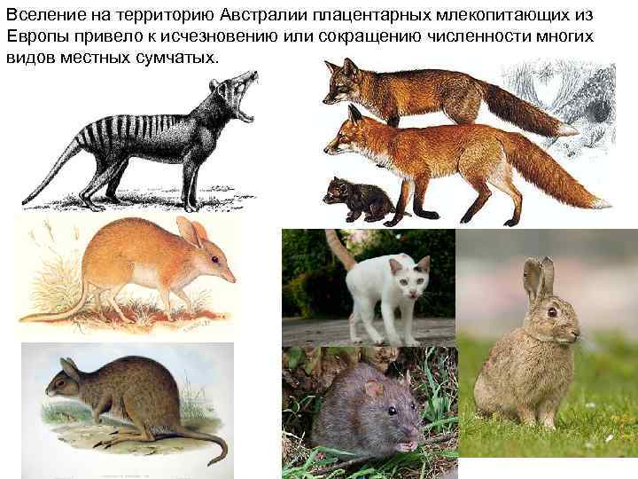 Вселение на территорию Австралии плацентарных млекопитающих из Европы привело к исчезновению или сокращению численности